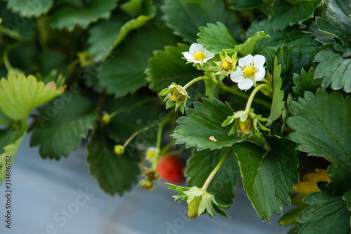 fresh strawberries in strawberry farm  In Khao Kho District Phetchabun Province, Thailand.