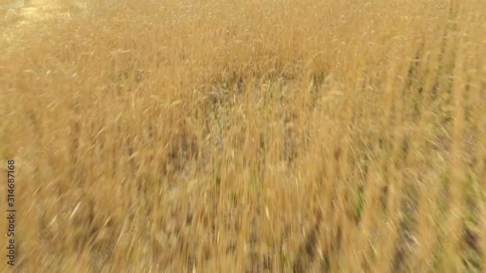 AERIAL CLOSE UP Aerial view. Flight above the ripe golden wheat field at sunrise. AERIAL CLOSE UP Aerial view. Flight above the ripe golden wheat field at sunrise.