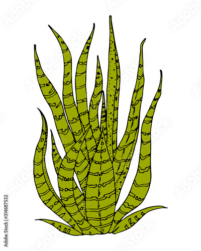 Home cactus plants or flower. Cozy cute element. Exotic or tropical succulent with prickles. Engraved hand drawn in old sketch and vintage doodle style.