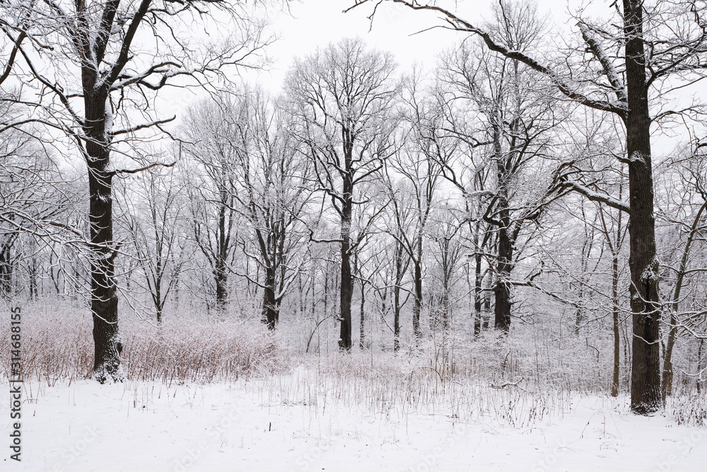 Forest trees are abundantly covered with fluffy snow in cloudy weather. Forest trees are abundantly covered with fluffy snow in cloudy weather.