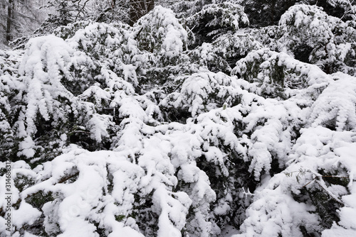 The branches of a Christmas tree are covered with snow.