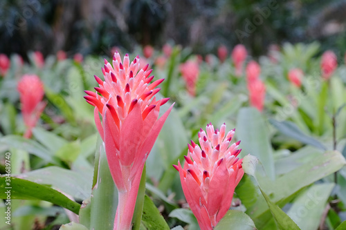 Beautiful Aechmea weilbachii or sunset flower garden photo