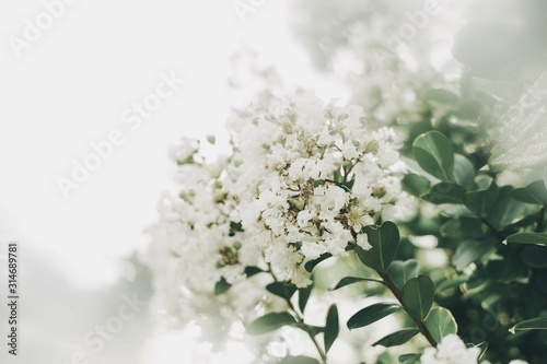 Fototapeta Naklejka Na Ścianę i Meble -  White Flower Crape Myrtles Lagerstroemia Indica