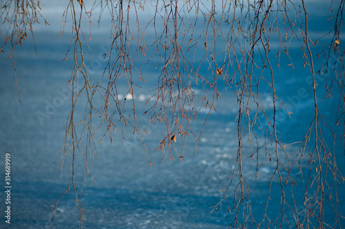 Winter Russian landscape with birch branches hanging against the blue ice of the pond