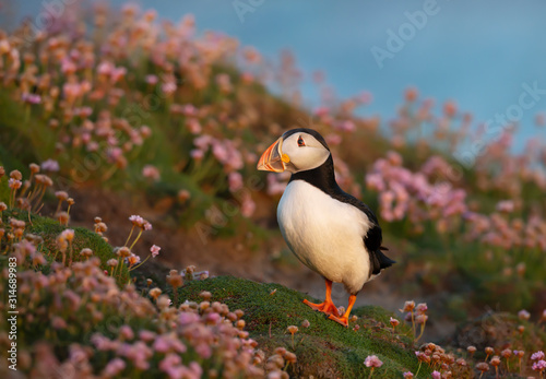 Atlantic puffin standing in pink thrift