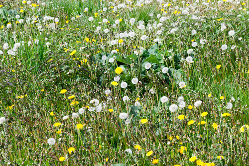 pasture with grass and dandelions
