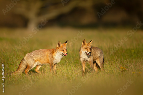 Close up of two playful Red foxes