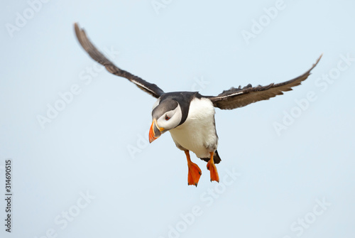 Close up of an Atlantic puffin in flight