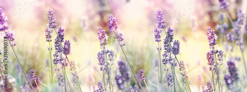 Selective and soft focus on lavender, flowering lavender flowers in garden