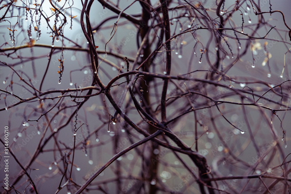 Obraz premium background, drops of water on the branches of a bush in heavy fog