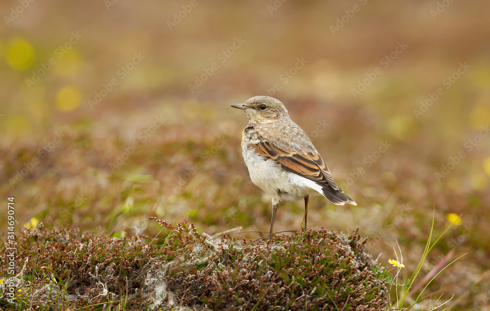 Northern wheatear in the field of grass