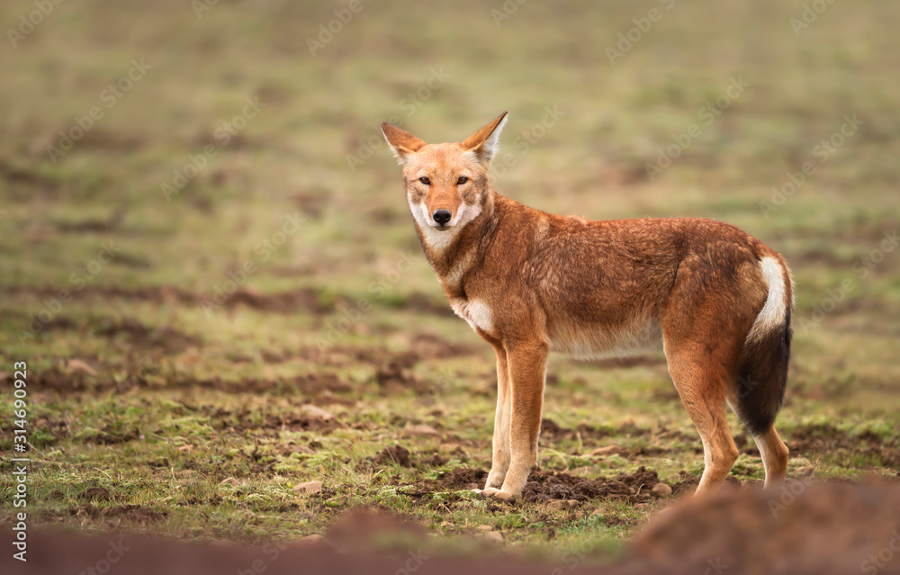 Close up of a rare and endangered Ethiopian wolf