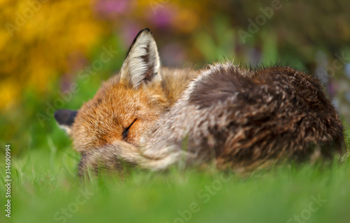 Red fox sleeping in the garden with flowers © giedriius