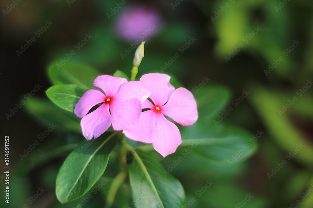 Obraz premium Rosy Periwinkle or Madagascar Periwinkle