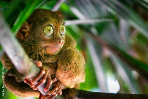 tarsier bohol philippines wildlife photo