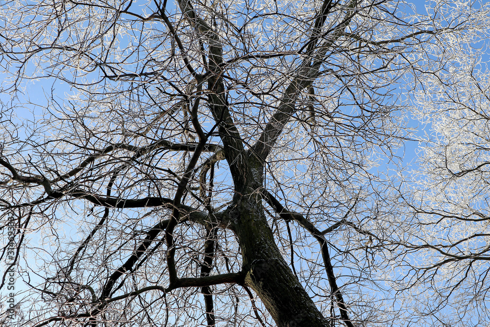 Tree against sky in winter time Tree against sky in winter time