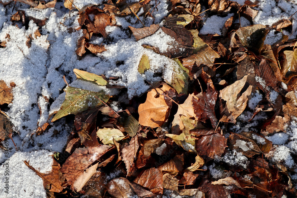 Fallen leaves in the snow winter time