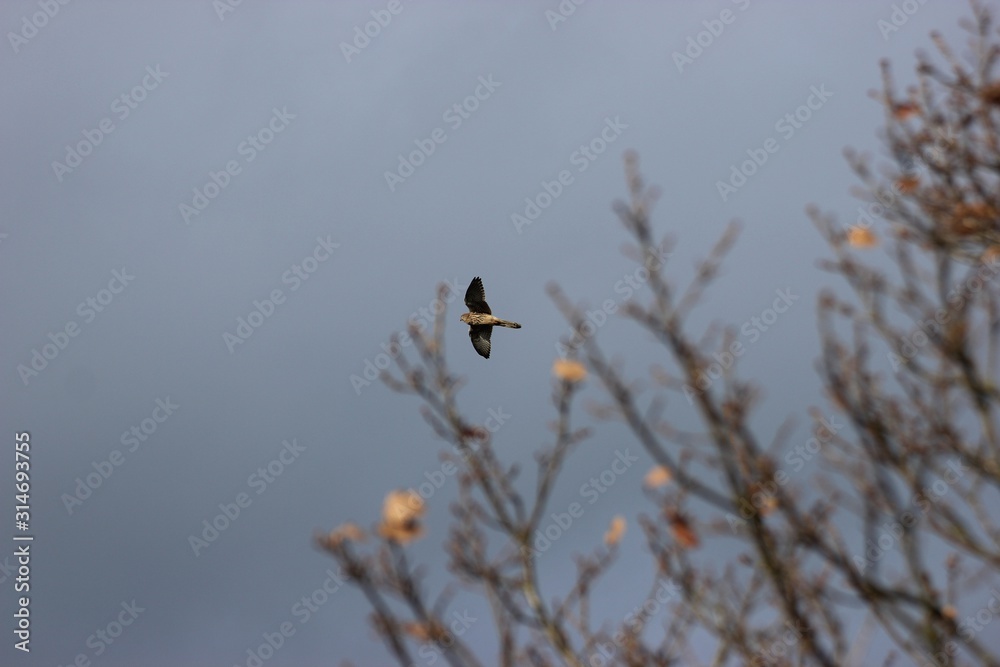 Weiblicher Turmfalke (Falco tinnunculus) im Flug Weiblicher Turmfalke (Falco tinnunculus) im Flug
