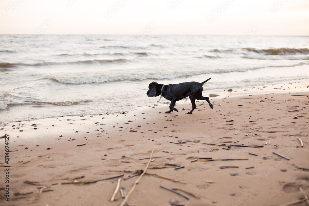 Old and sick black and gray-haired Spaniel cheerfully beats along the beach. Soft focus photo Old and sick black and gray-haired Spaniel cheerfully beats along the beach. Soft focus photo