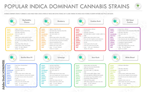 Popular Indica Dominant Cannabis Strains horizontal business infographic illustration about cannabis as herbal alternative medicine and chemical therapy, healthcare and medical science vector.