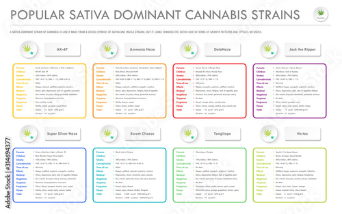 Popular Sativa Dominant Cannabis Strains horizontal business infographic illustration about cannabis as herbal alternative medicine and chemical therapy, healthcare and medical science vector.