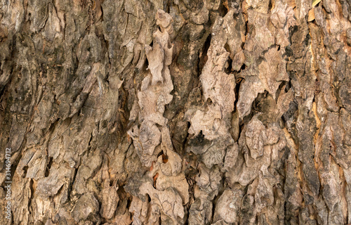 Texture of a large tree