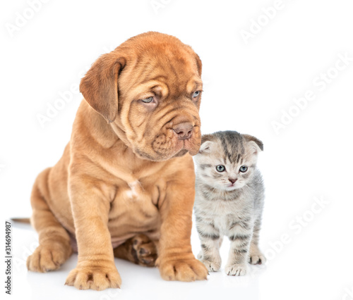 Baby kitten stands with mastiff puppy. isolated on white background