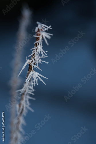 Vertical image of lifeless frozen tree branches on a cold winter day close up macro shot.