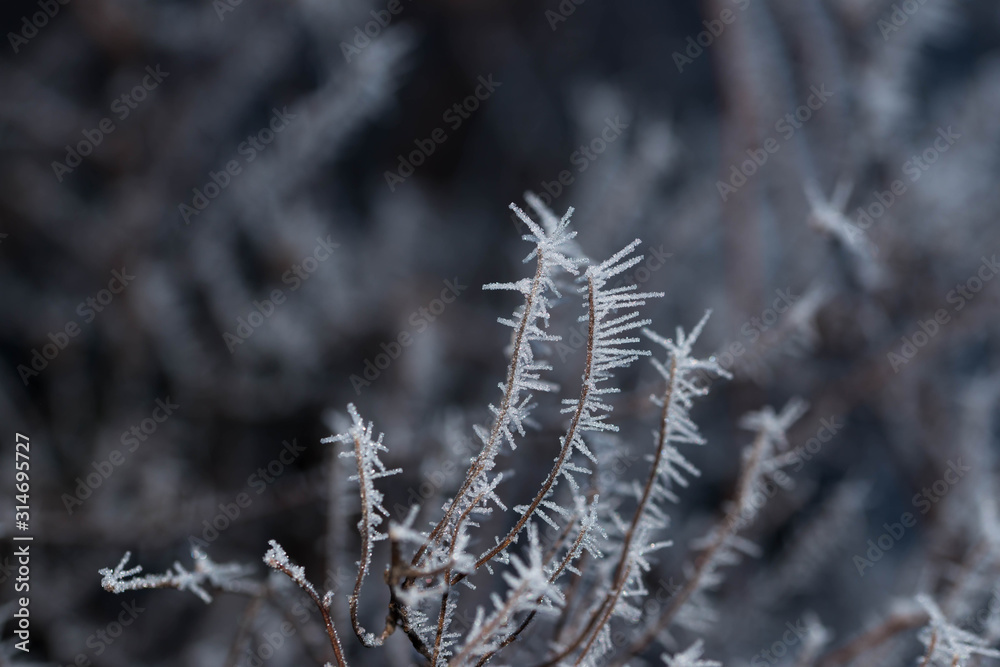 Lifeless, frozen tree branches on a cold winter day close up macro shot. Lifeless, frozen tree branches on a cold winter day close up macro shot.