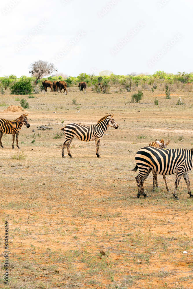 Obraz premium Group of Zebras in the Savannah