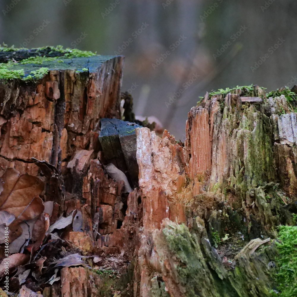 Fototapeta premium old stump in the woods