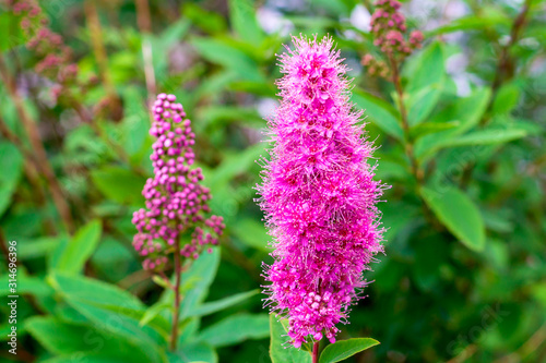 Branch of Spirea or Spiraea Shrub. Blooming Spirea pink small flowers anf leaves background. Purple Spirea Shrub foliage. Japanese growing shrub flowers in bloom photo