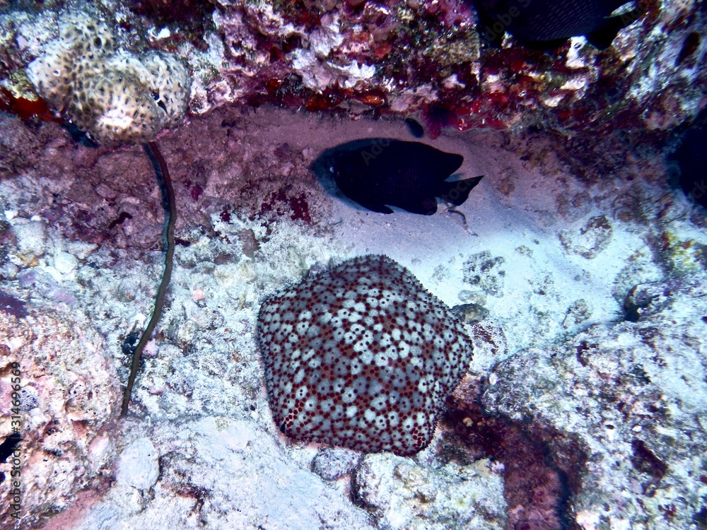 Fototapeta premium kani 2018