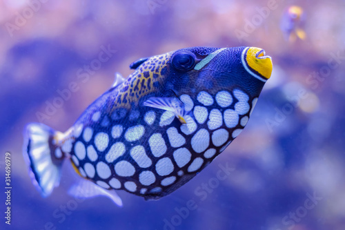 Colorful sea fish in aquarium photo
