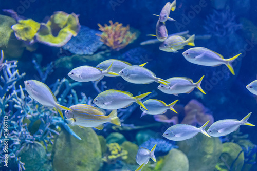 Colorful sea fish in aquarium