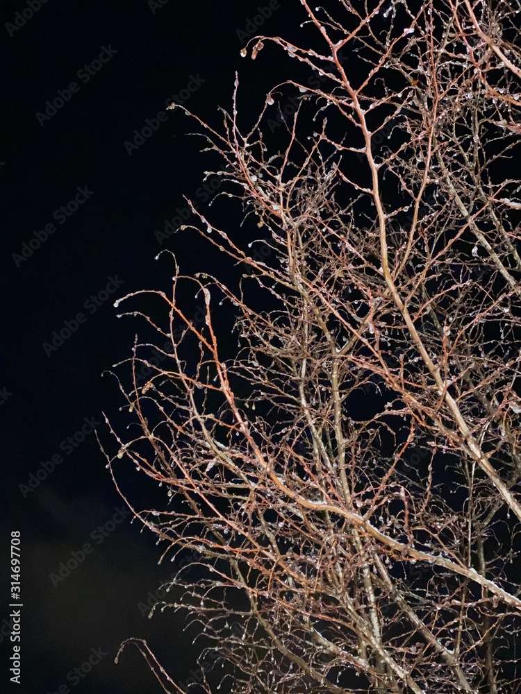 Iced trees with winter snow, January 2020