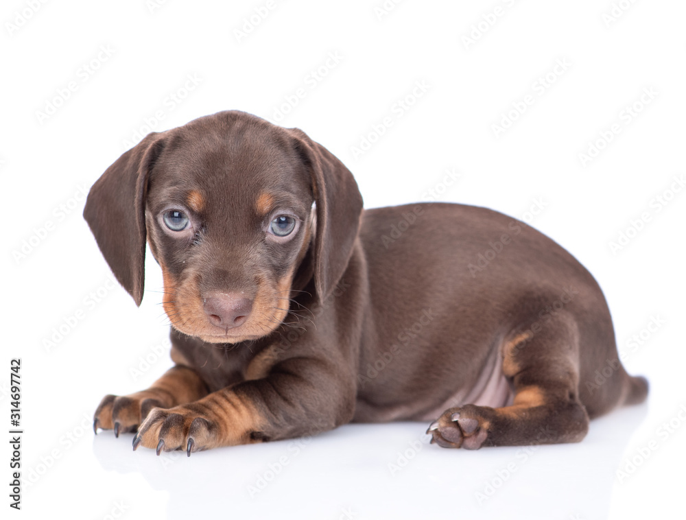 Short haired dachshund puppy lies in side view and looks at camera. isolated on white background Short haired dachshund puppy lies in side view and looks at camera. isolated on white background