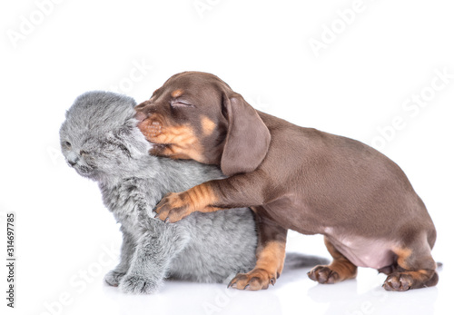 Playful dachshund puppy gnaw kitten s ear. isolated on white background