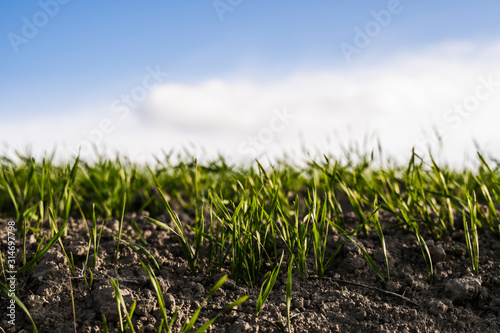 Young wheat seedlings growing on a field in autumn. Young green wheat growing in soil. Agricultural proces. Close up on sprouting rye agriculture on a field sunny day with blue sky. Sprouts of rye.