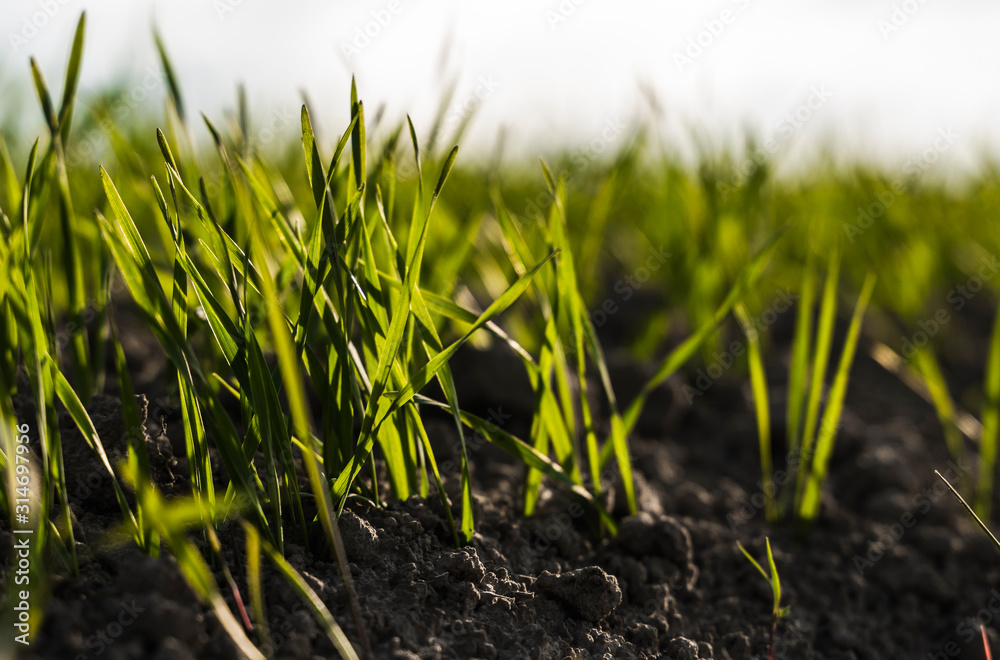 Young wheat seedlings growing on a field in autumn. Young green wheat growing in soil. Agricultural proces. Close up on sprouting rye agriculture on a field sunny day with blue sky. Sprouts of rye. Young wheat seedlings growing on a field in autumn. Young green wheat growing in soil. Agricultural proces. Close up on sprouting rye agriculture on a field sunny day with blue sky. Sprouts of rye.