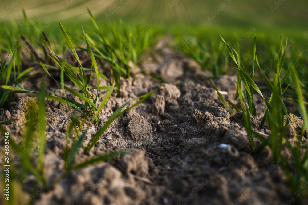 Field of young wheat seedlings growing in autumn. Young green wheat growing in soil. Agricultural proces. Close up on sprouting rye agriculture on a field sunny day with blue sky. Sprouts of rye. Field of young wheat seedlings growing in autumn. Young green wheat growing in soil. Agricultural proces. Close up on sprouting rye agriculture on a field sunny day with blue sky. Sprouts of rye.