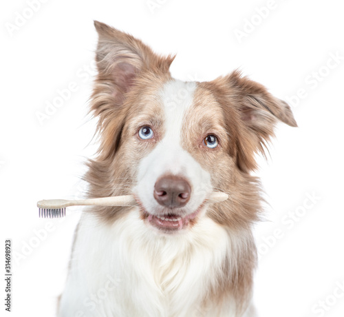 Border collie dog holds toothbrush in his mouth. isolated on white background