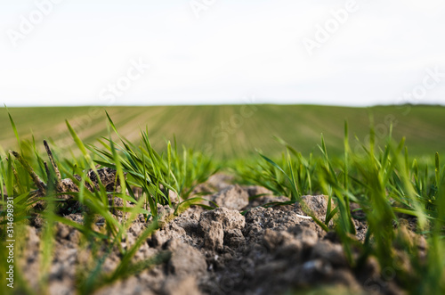 Young wheat seedlings growing on a field in autumn. Young green wheat growing in soil. Agricultural proces. Close up on sprouting rye agriculture on a field sunny day with blue sky. Sprouts of rye.