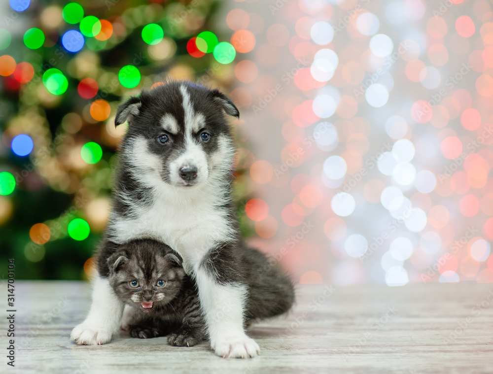 Husky puppy hugs a kitten on a background of the Christmas tree. Empty space for text