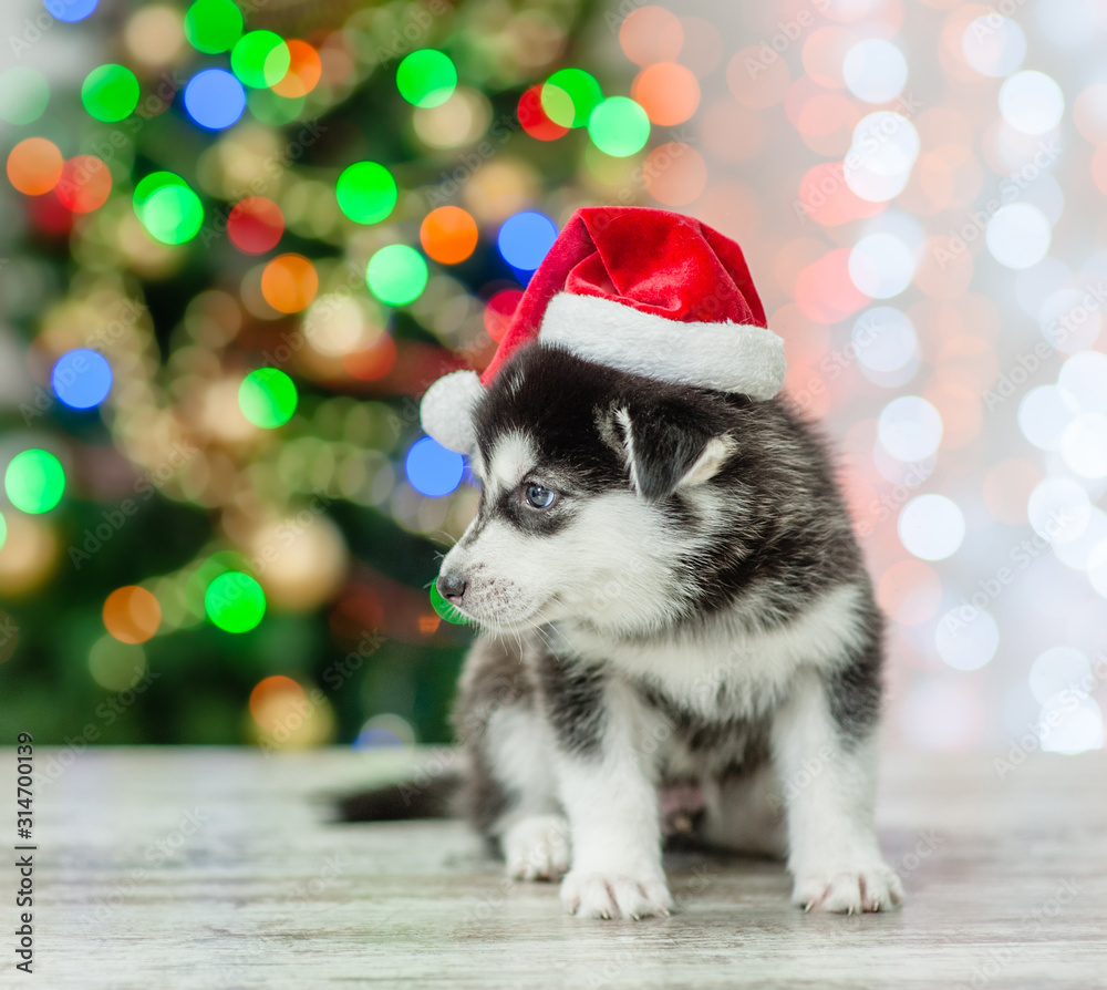 Husky puppy wearing a red sata hat sits on a background of the Christmas tree. Empty space for text