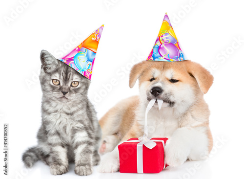 Cat wearing a birthday hat sits with akita inu puppy who is untying a gift box ribbon. isolated on white background