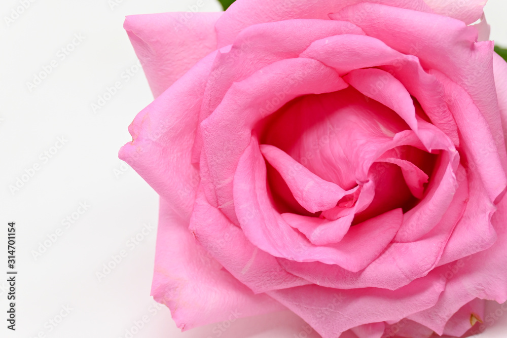 Obraz premium closeup beauty petal of pink rose flower blossom on white background