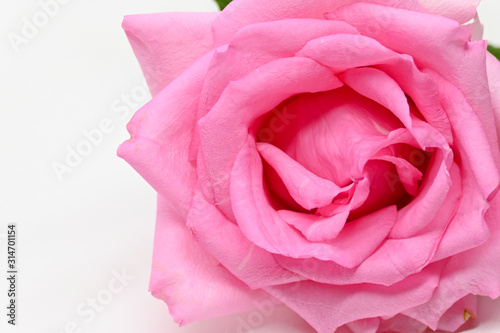 closeup beauty petal of pink rose flower blossom on white background