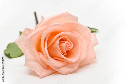 single beauty orange rose flower blossom bud isolated on white background