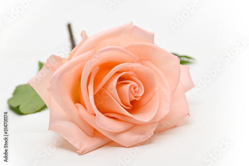 Fototapeta Naklejka Na Ścianę i Meble -  single beauty orange rose flower blossom bud isolated on white background
